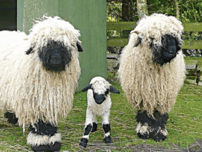 Why I decided to become a midlife farmer and&nbsp;blogger