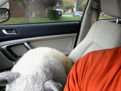 Large Pigs Should Not Ride In Your&nbsp;Subaru